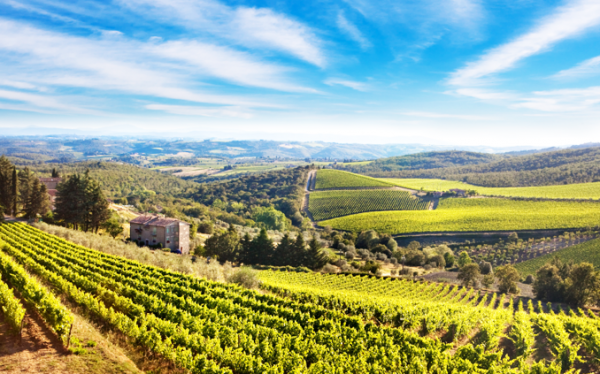 Sassicaia Tenuta San Guido - Enoteca on line Wine Point